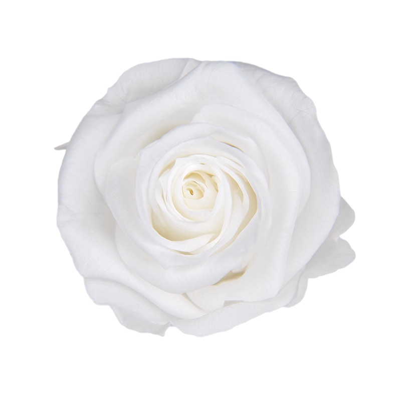 フロールエバー プリザーブドフラワー　ショートステムローズ メッセージユーカリ　パールホワイト FL072021-01 1本（ご注文単位1本）【直送品】