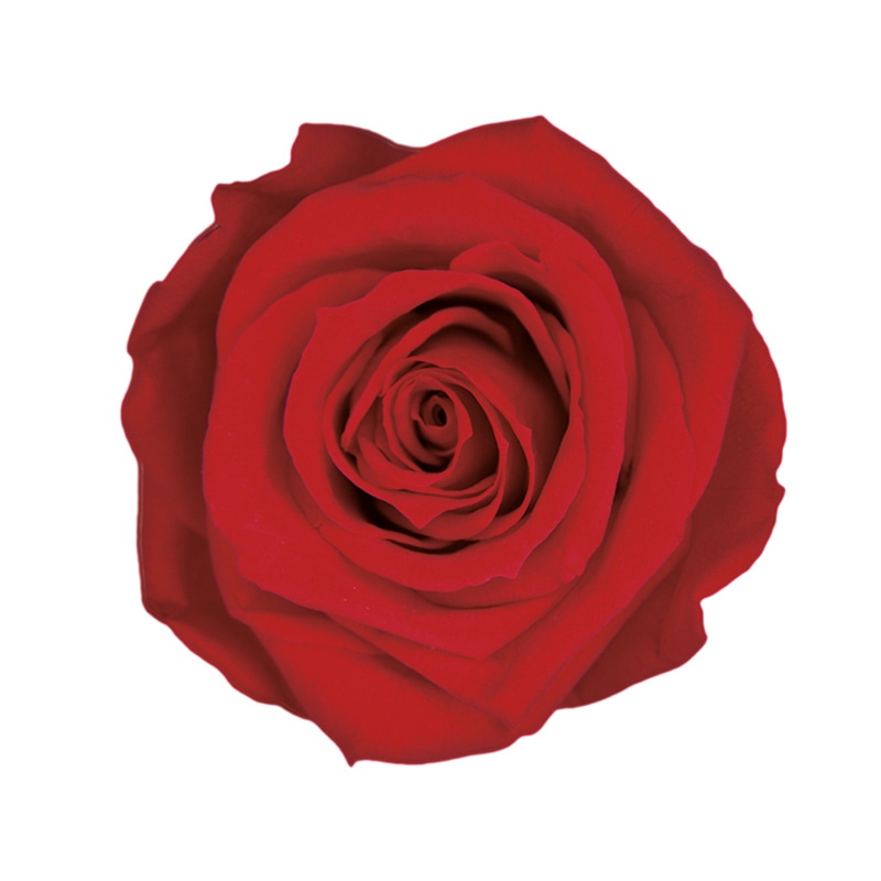 フロールエバー プリザーブドフラワー　ショートステムローズ メッセージユーカリ　チェリーレッド FL072021-05 1本（ご注文単位1本）【直送品】