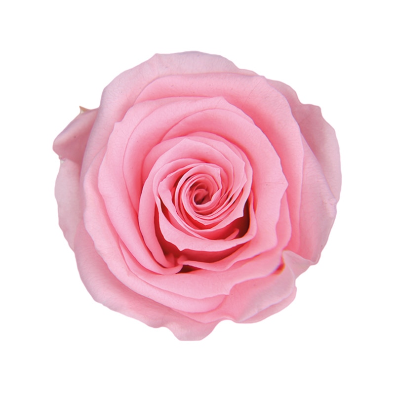 フロールエバー プリザーブドフラワー ショートステムローズ メッセージユーカリ ベイビーピンク FL072021-07 1本(ご注文単位1本)【直送品】