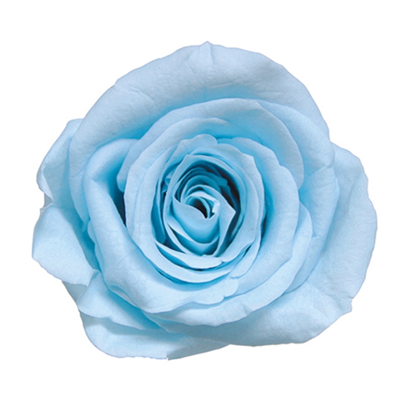 フロールエバー プリザーブドフラワー ショートステムローズ メッセージユーカリ パウダブルー FL072021-13 1本(ご注文単位1本)【直送品】