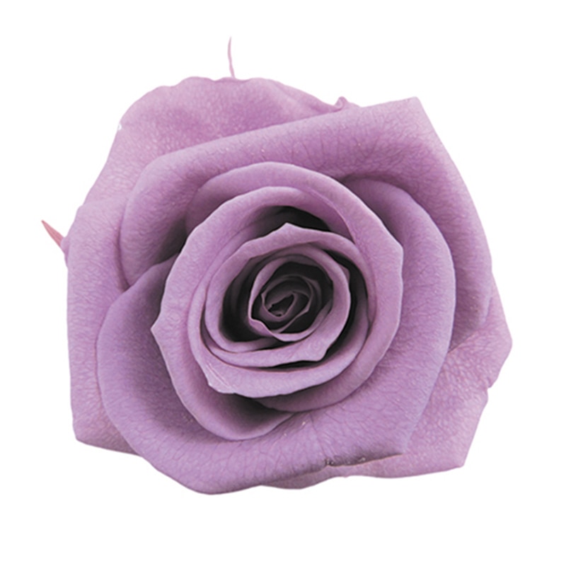 フロールエバー プリザーブドフラワー ショートステムローズ メッセージユーカリ ラベンダー FL072021-14 1本(ご注文単位1本)【直送品】