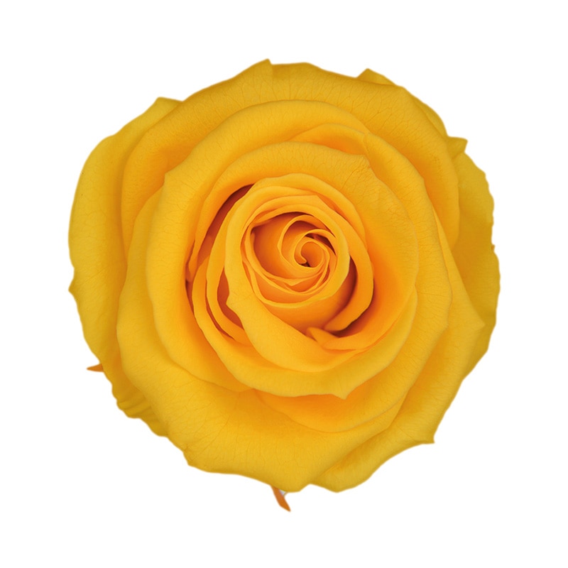 フロールエバー プリザーブドフラワー ショートステムローズ メッセージユーカリ ゴールデンイエロー FL072021-17 1本(ご注文単位1本)【直送品】