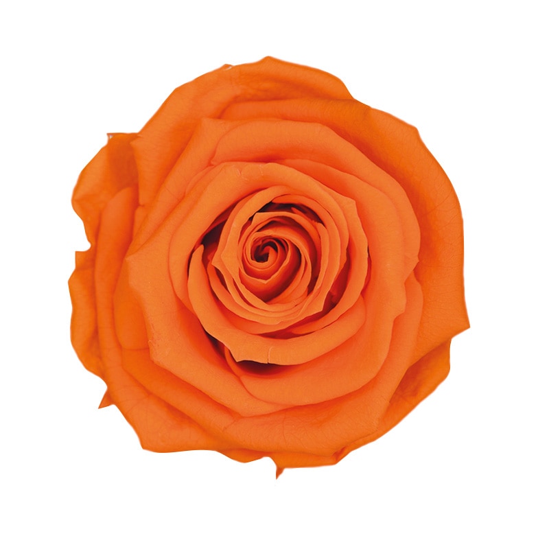 フロールエバー プリザーブドフラワー ショートステムローズ メッセージユーカリ タンジェリンオレンジ FL072021-29 1本(ご注文単位1本)【直送品】