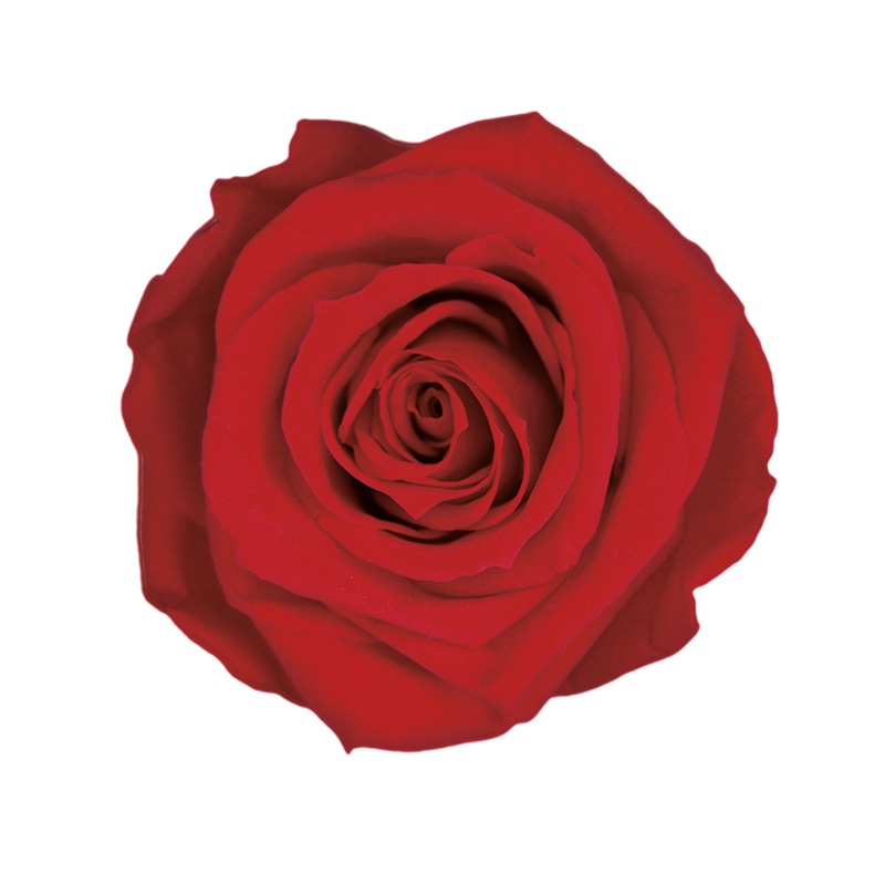 フロールエバー プリザーブドフラワー ショートステムローズ ボタニカルアート チェリーレッド FL072023-05 1本(ご注文単位1本)【直送品】