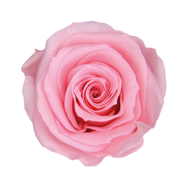 フロールエバー プリザーブドフラワー ショートステムローズ ボタニカルアート ベイビーピンク FL072023-07 1本(ご注文単位1本)【直送品】