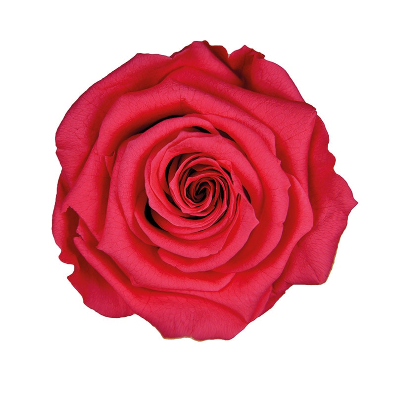 フロールエバー プリザーブドフラワー ショートステムローズ ボタニカルアート ホットピンク FL072023-08 1本(ご注文単位1本)【直送品】