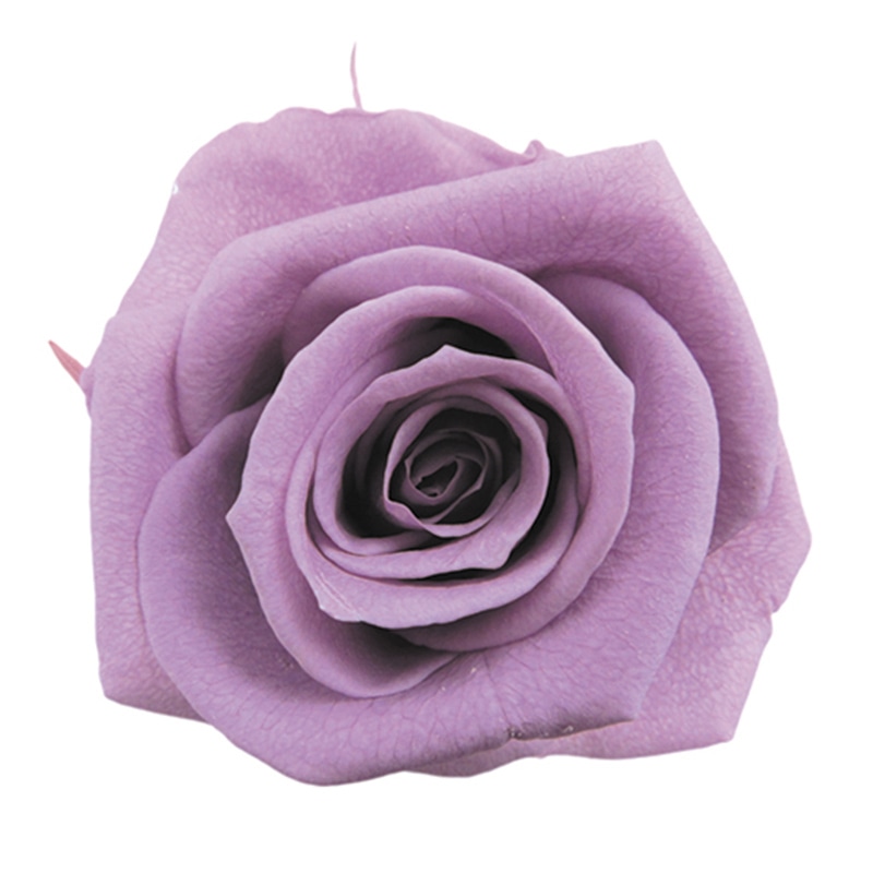 フロールエバー プリザーブドフラワー ショートステムローズ ボタニカルアート ラベンダー FL072023-14 1本(ご注文単位1本)【直送品】