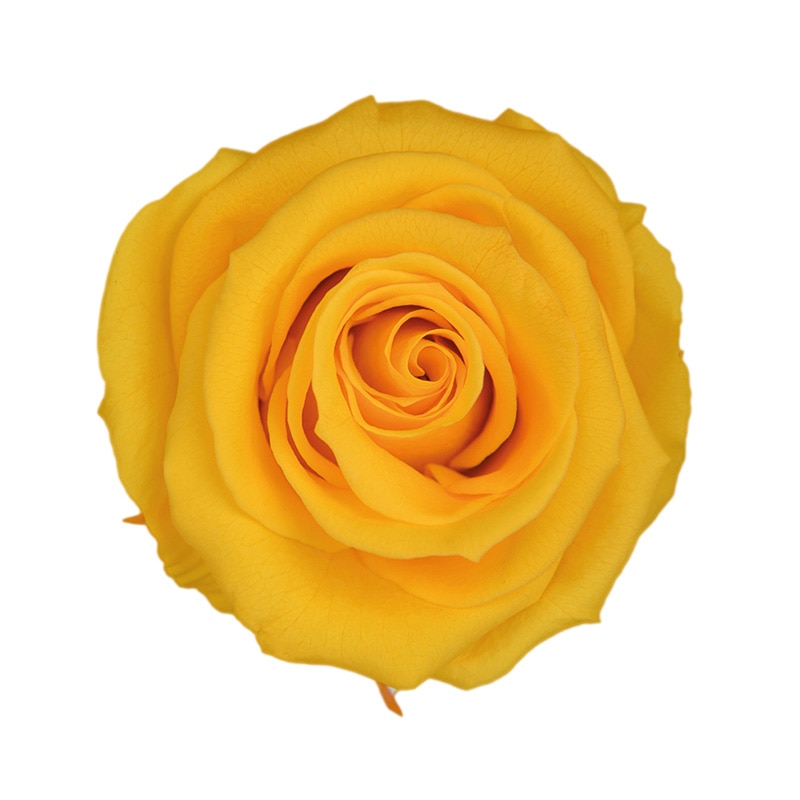 フロールエバー プリザーブドフラワー　ショートステムローズ ボタニカルアート　ゴールデンイエロー FL072023-17 1本（ご注文単位1本）【直送品】