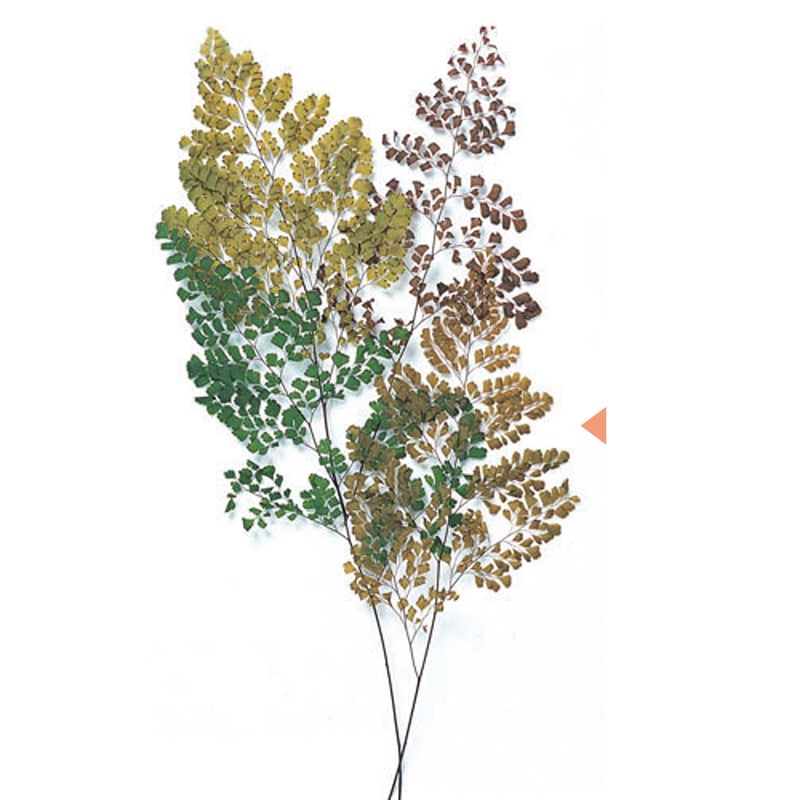 フロールエバー プリザーブドグリーン ルッティアジアンタム オレンジ FL702-820 6本/束(ご注文単位1束)【直送品】