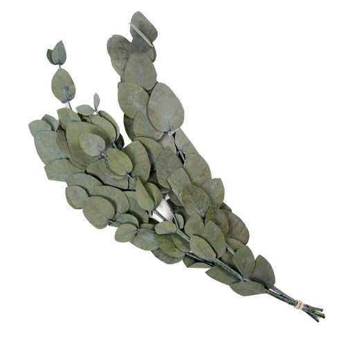 フロールエバー プリザーブドグリーン ユーカリ 丸葉 グリーン FL7091-800 1束(ご注文単位1束)【直送品】