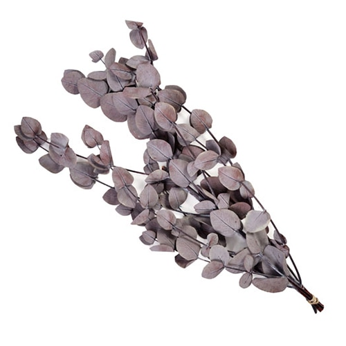 フロールエバー プリザーブドグリーン ユーカリ 丸葉 レッド FL7091-830 1束(ご注文単位1束)【直送品】