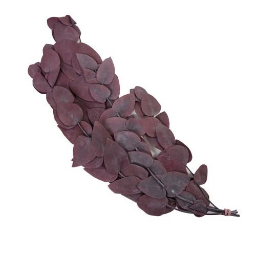 フロールエバー プリザーブドグリーン ユーカリ 丸葉 ワイン FL7091-850 1束(ご注文単位1束)【直送品】