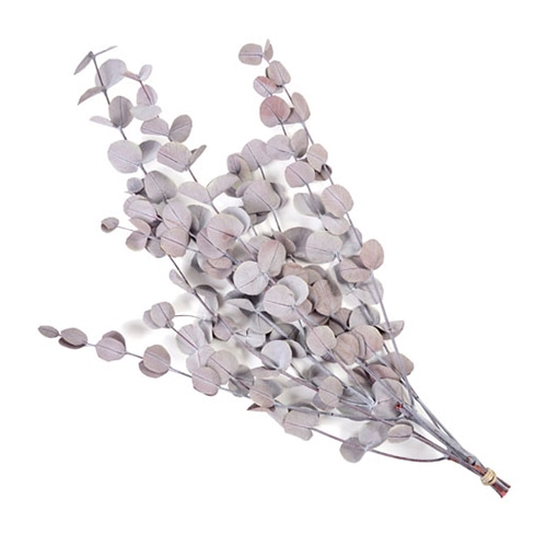 フロールエバー プリザーブドグリーン　ユーカリベイビー レッド FL7101-830 1束（ご注文単位1束）【直送品】