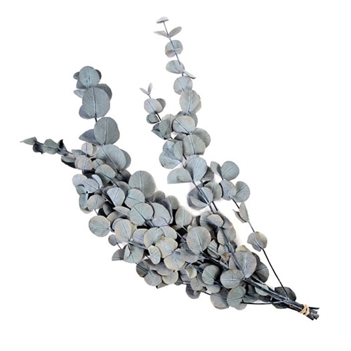 フロールエバー プリザーブドグリーン　ユーカリベイビー グレイ FL7101-840 1束（ご注文単位1束）【直送品】