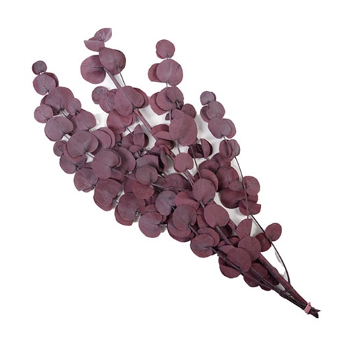 フロールエバー プリザーブドグリーン　ユーカリベイビー ワイン FL7101-850 1束（ご注文単位1束）【直送品】