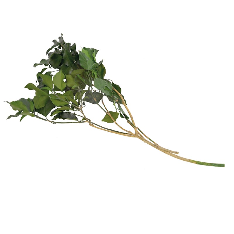 フロールエバー プリザーブドグリーン　ヘデラ　アルボレア グリーン FL874-800 1束（ご注文単位1束）【直送品】