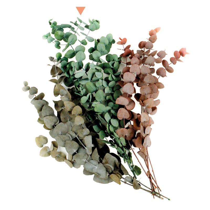 フロールエバー プリザーブドグリーン　ユーカリ　シネレア グリーン FL8701-800 1束（ご注文単位1束）【直送品】