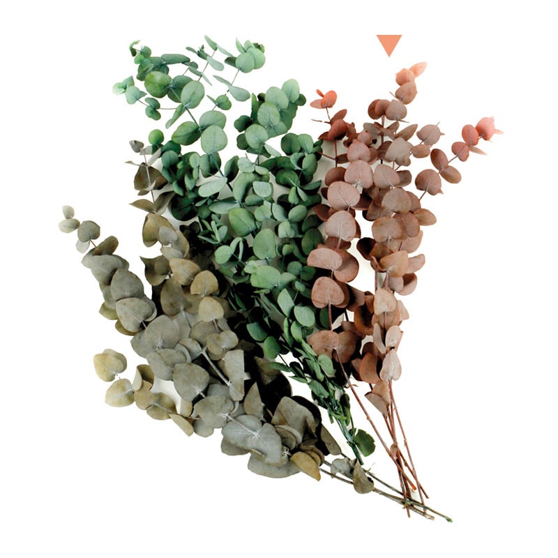 フロールエバー プリザーブドグリーン　ユーカリ　シネレア レッド FL8701-830 1束（ご注文単位1束）【直送品】