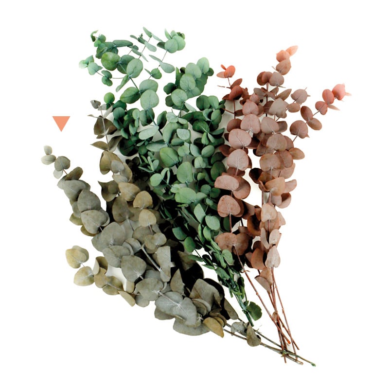 フロールエバー プリザーブドグリーン　ユーカリ　シネレア グレイ FL8701-840 1束（ご注文単位1束）【直送品】