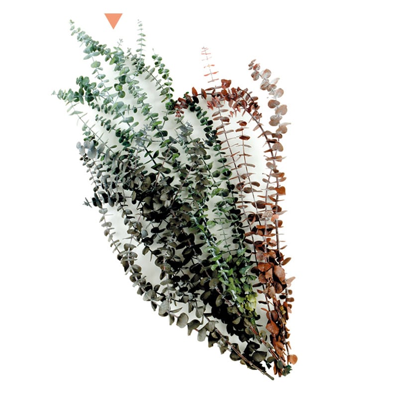 フロールエバー プリザーブドグリーン　ユーカリベイビー グリーン FL8711-800 1束（ご注文単位1束）【直送品】