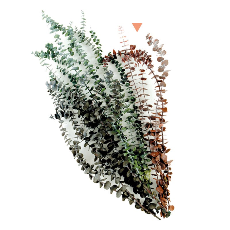 フロールエバー プリザーブドグリーン　ユーカリベイビー レッド FL8711-830 1束（ご注文単位1束）【直送品】