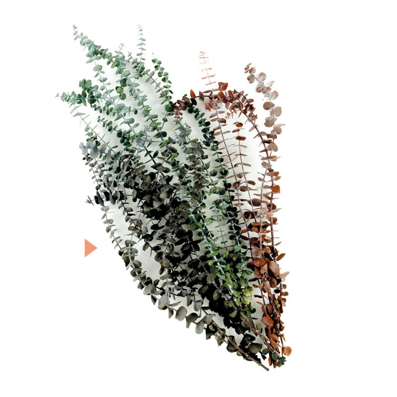 フロールエバー プリザーブドグリーン　ユーカリベイビー グレイ FL8711-840 1束（ご注文単位1束）【直送品】