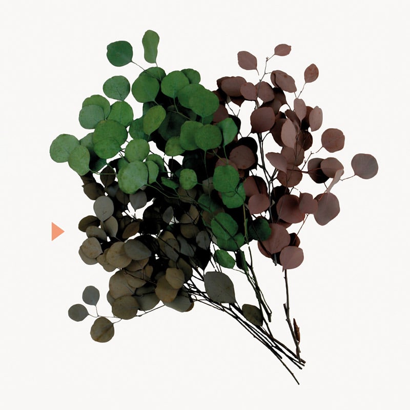 フロールエバー プリザーブドグリーン　ユーカリ　ポプルス グレイ FL8721-840 1束（ご注文単位1束）【直送品】