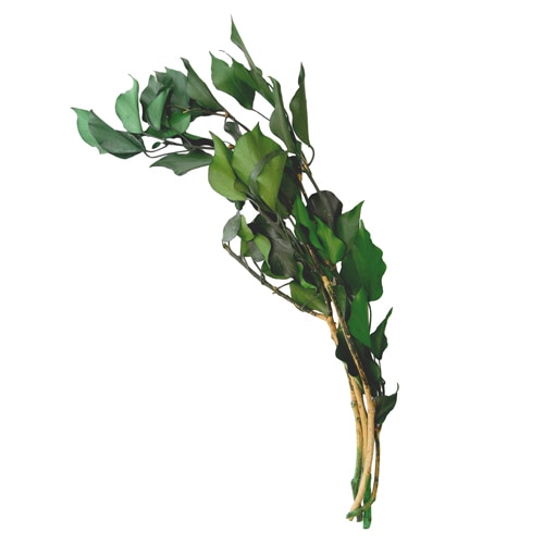 フロールエバー プリザーブドグリーン　ヘデラ　アルボレア グリーン FL8741-800 50g/1束（ご注文単位1束）【直送品】