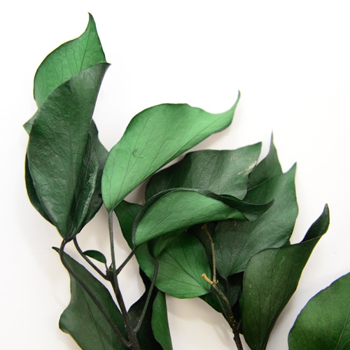 フロールエバー プリザーブドグリーン ヘデラ アルボレア グリーン FL8741-800 50g/1束(ご注文単位1束)【直送品】