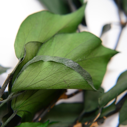 フロールエバー プリザーブドグリーン ヘデラ アルボレア グリーン FL8741-800 50g/1束(ご注文単位1束)【直送品】