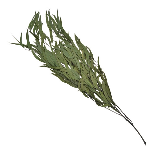 フロールエバー プリザーブドフラワー ユーカリ ニコリー グリーン FL8771-800 1束（ご注文単位1束）【直送品】