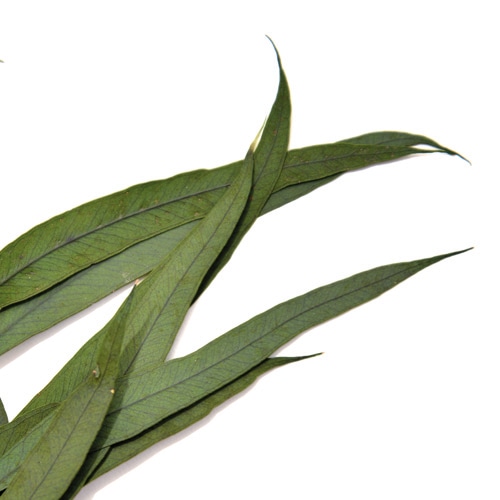 フロールエバー プリザーブドフラワー ユーカリ ニコリー グリーン FL8771-800 1束(ご注文単位1束)【直送品】