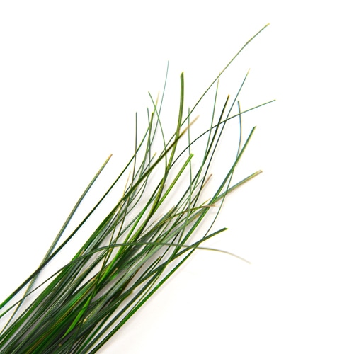 フロールエバー プリザーブドフラワー ベアグラス グリーン FL878-800 1束（ご注文単位1束）【直送品】