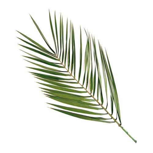 フロールエバー プリザーブドフラワー フェニックスヤシ グリーン FL879-800 1枚（ご注文単位1枚）【直送品】