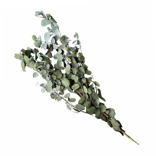 フロールエバー プリザーブドグリーン ユーカリ グニー グリーン FL8731-800 1箱（ご注文単位1箱）【直送品】