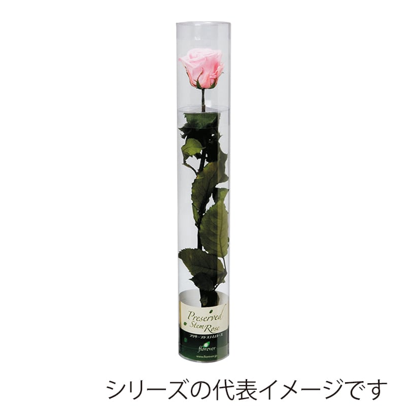 フロールエバー プリザーブドフラワー　スタンダードローズ　ステム付 チェリーレッド FL012-05 1本（ご注文単位1本）【直送品】