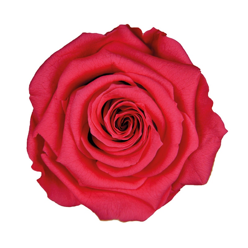 フロールエバー プリザーブドフラワー スタンダードローズ ステム付 ホットピンク FL012-08 1本(ご注文単位1本)【直送品】