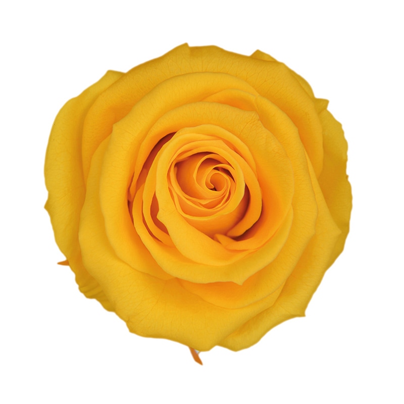 フロールエバー プリザーブドフラワー スタンダードローズ ステム付 ゴールデンイエロー FL012-17 1本(ご注文単位1本)【直送品】