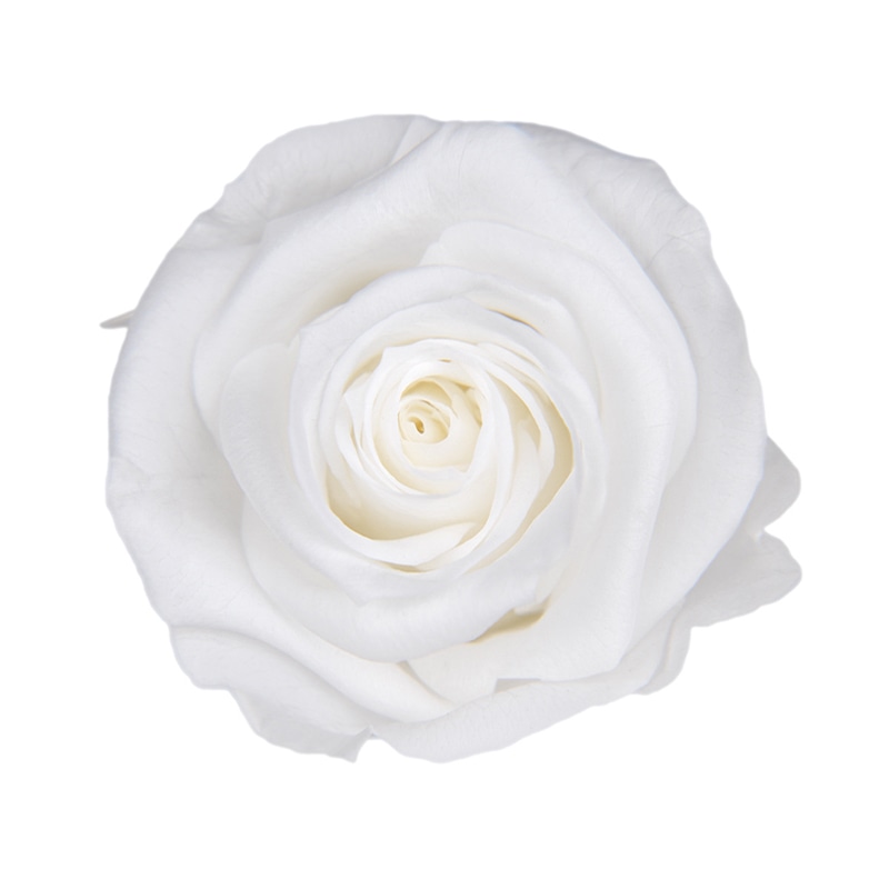 フロールエバー プリザーブドフラワー グレースローズ ステム付 パールホワイト FL092-01 1本(ご注文単位1本)【直送品】