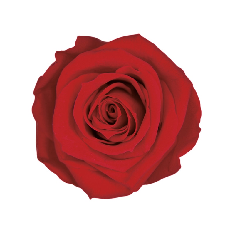 フロールエバー プリザーブドフラワー　グレースローズ　ステム付 チェリーレッド FL092-05 1本（ご注文単位1本）【直送品】