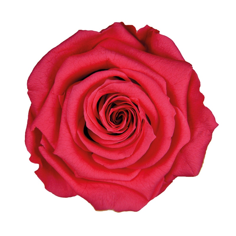 フロールエバー プリザーブドフラワー グレースローズ ステム付 ホットピンク FL092-08 1本(ご注文単位1本)【直送品】