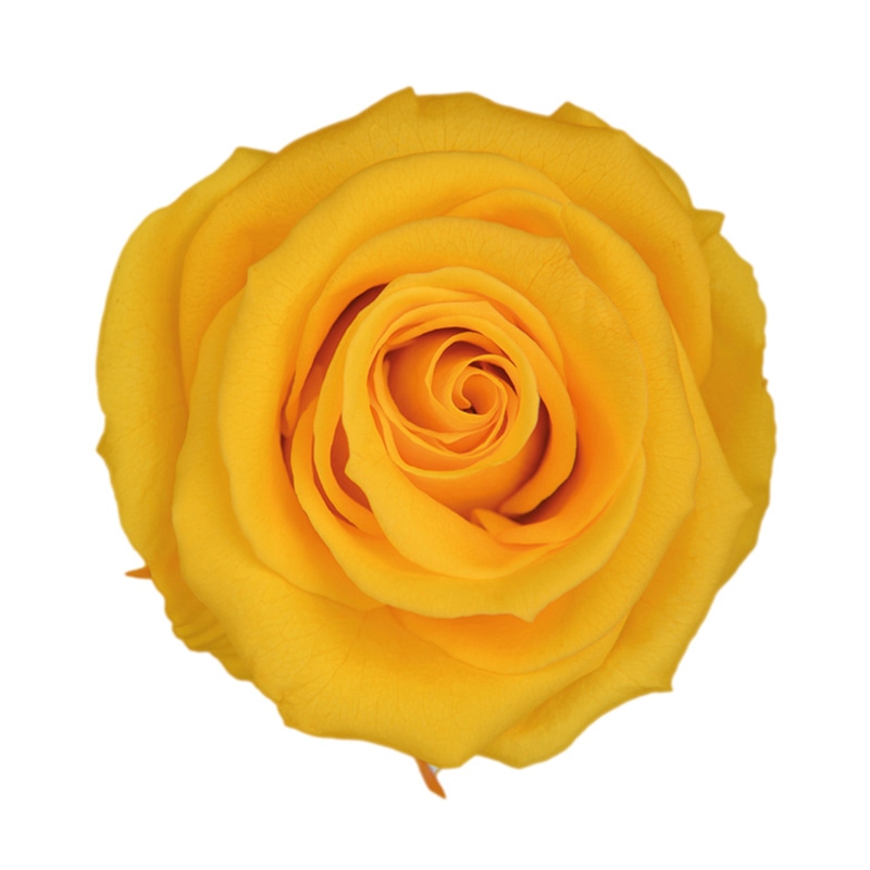 フロールエバー プリザーブドフラワー グレースローズ ステム付 ゴールデンイエロー FL092-17 1本(ご注文単位1本)【直送品】