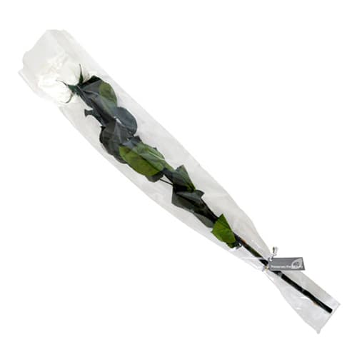 フロールエバー プリザーブドローズ グレースローズ ステム付 パールホワイト FL0921-01 1本（ご注文単位1本）【直送品】