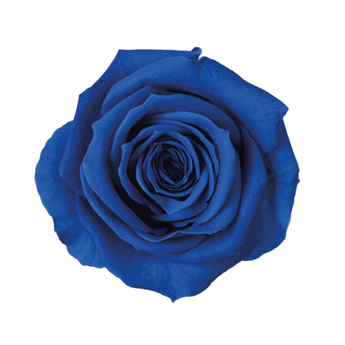 フロールエバー プリザーブドフラワー ローズパレット コスモ FLP07041-133 1箱(ご注文単位1箱)【直送品】