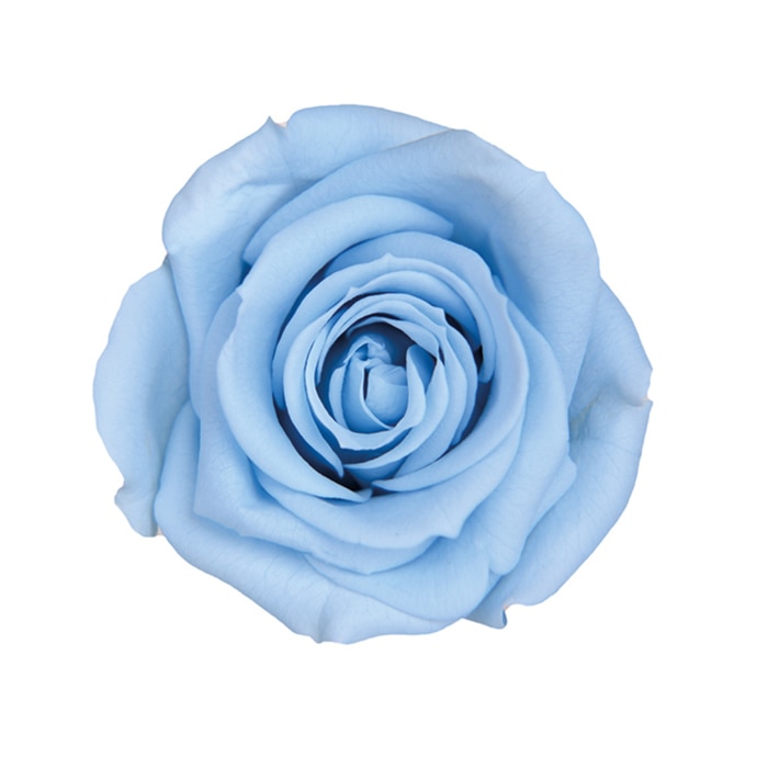 フロールエバー プリザーブドフラワー ローズパレット コスモ FLP07041-133 1箱(ご注文単位1箱)【直送品】