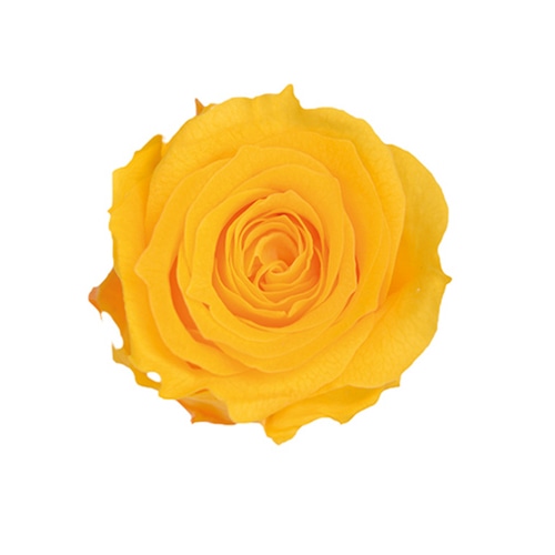 フロールエバー プリザーブドフラワー ローズパレット コスモ FLP07041-133 1箱(ご注文単位1箱)【直送品】