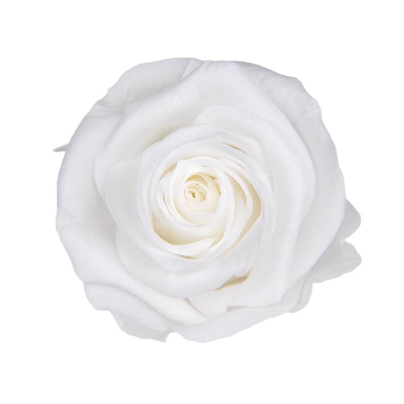 フロールエバー プリザーブドフラワー ショートステムローズ パールホワイト FL072-01 1本(ご注文単位1本)【直送品】