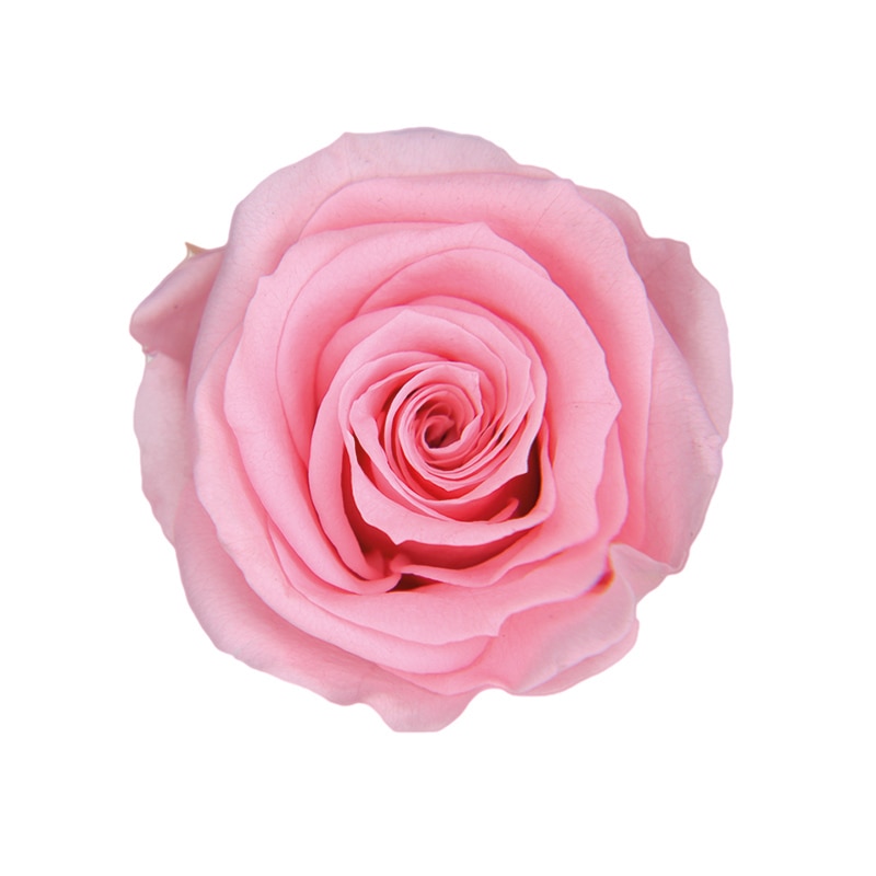 フロールエバー プリザーブドフラワー ショートステムローズ ベイビーピンク FL072-07 1本(ご注文単位1本)【直送品】