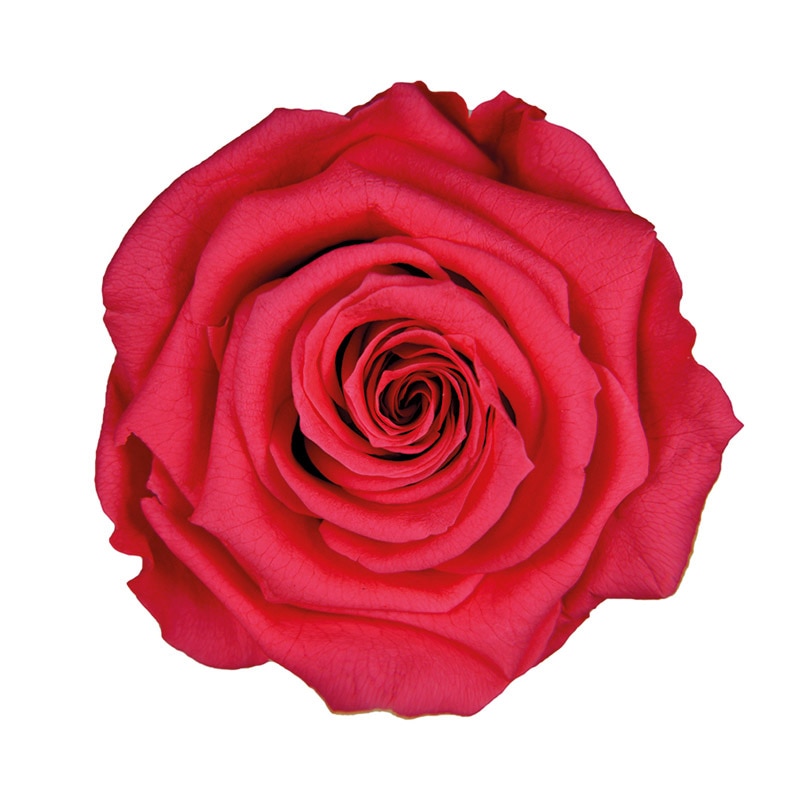 フロールエバー プリザーブドフラワー ショートステムローズ ホットピンク FL072-08 1本(ご注文単位1本)【直送品】