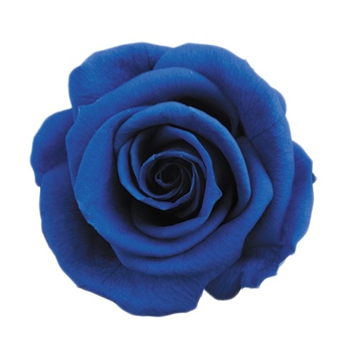 フロールエバー プリザーブドフラワー ショートステムローズ グランブルー FL072-12 1本(ご注文単位1本)【直送品】